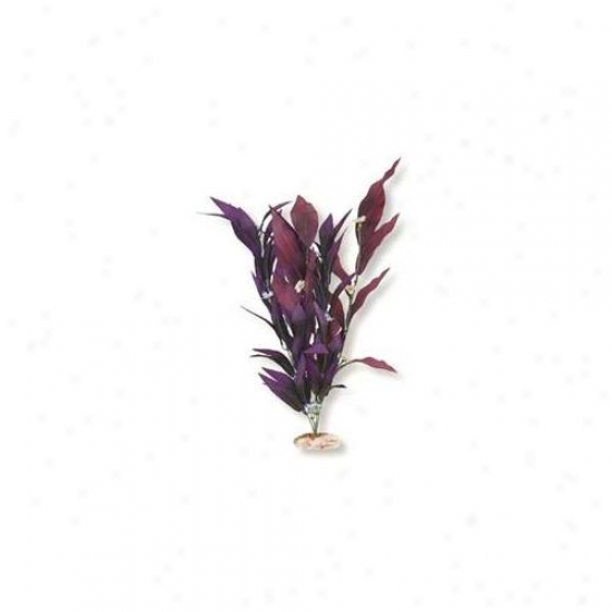 Biue Ribboh Angry mood Products Ablcb507pl Plant - African Sword With Flpwers X-large Plum