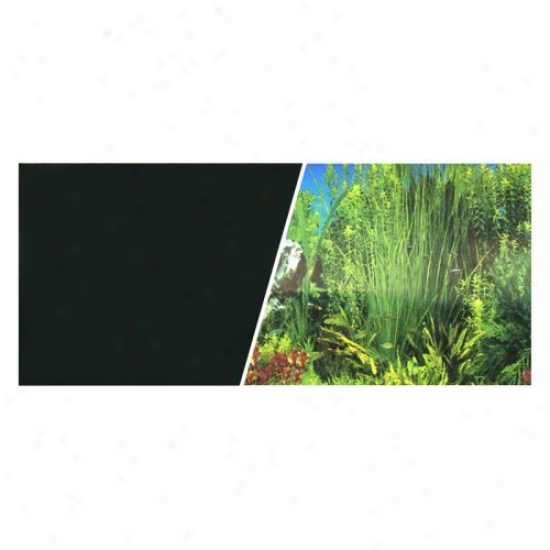 Marina Background - Plant Aquarium Scene
