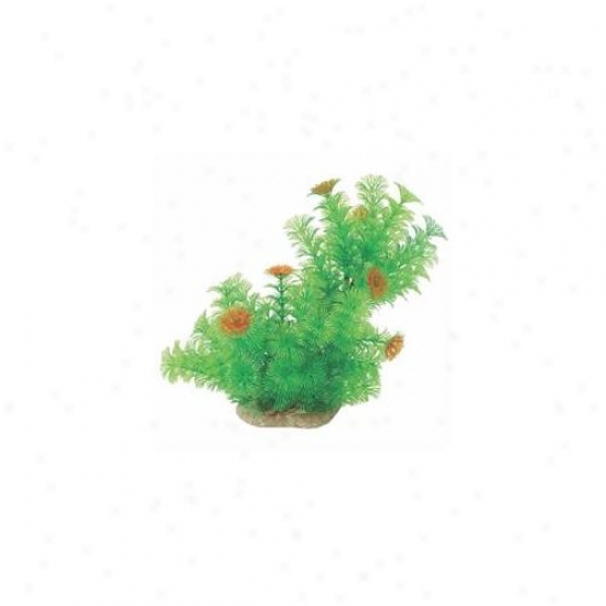 Pure Aquatic - Natural Elements Cabomba- Green-orange 10-12 Inch - 252685