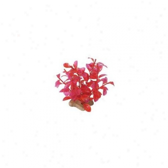 Pure Aquatic Natural Elements Ludwigia Crimson Aquarium Ornamet In Crimson