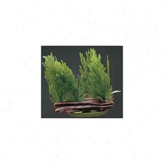 Rc Hagen Pp312 Marina Willow Moss Foreground Decorative Plant