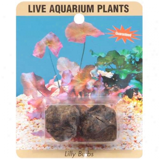 Sea-life Plants Live Lily Aquarium Bulbs, 1ct