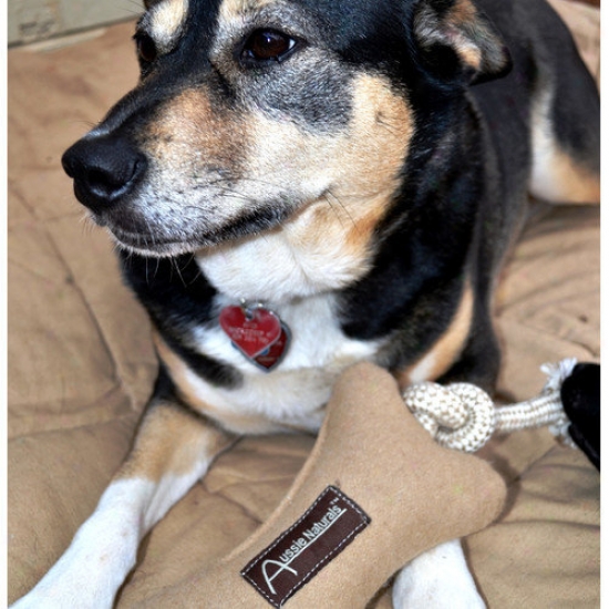 Abo Gear Bone With Pull Dog Toy