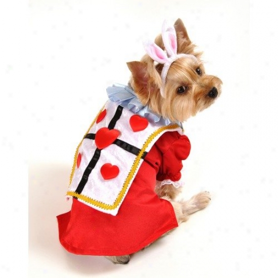 Anit Accessories White Rabbit Dog Costume