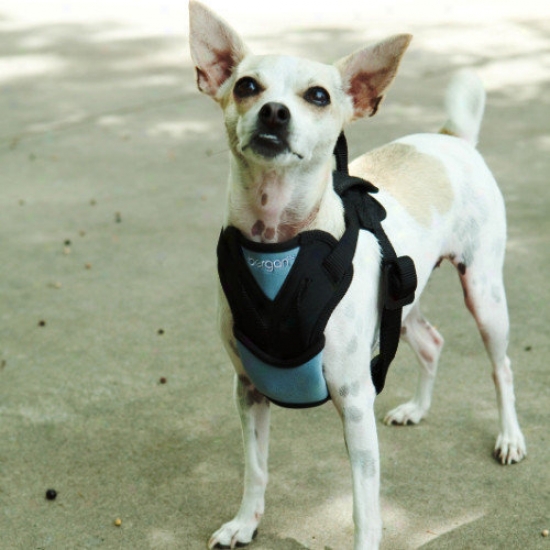 Bergan Pet Products Dog Auto Harness With Tether