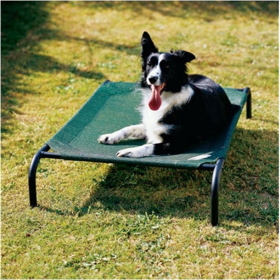 Coolaroo Elevated Indoor//outdoor Pet Cot For Medium Breeds