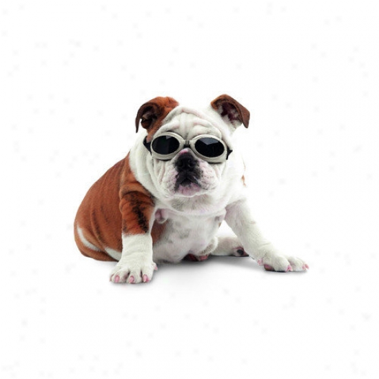 Doggles Ils Lense Dog Goggles In Skull