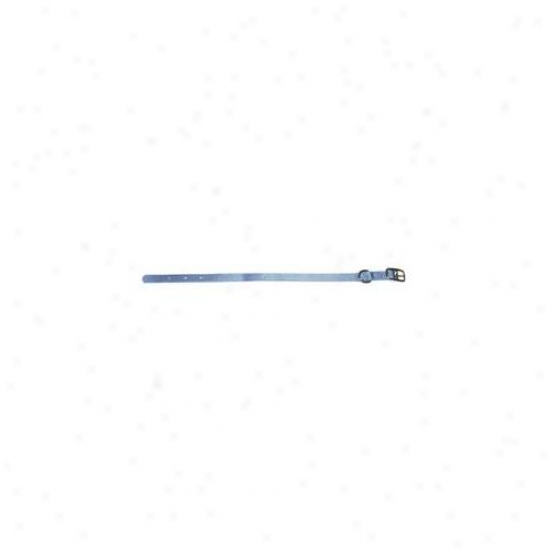 Hamilton Pet Company - Single Thick Nylon Dog Collar- Berry Blue . 38 X 12 - Ste 12by