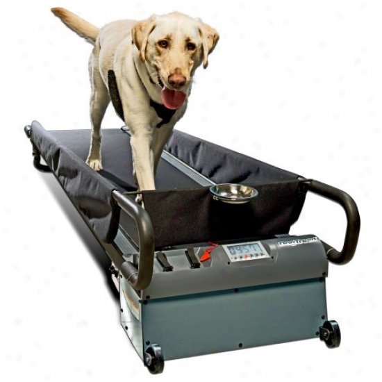 Large Dogtread K9 Fitness Kit