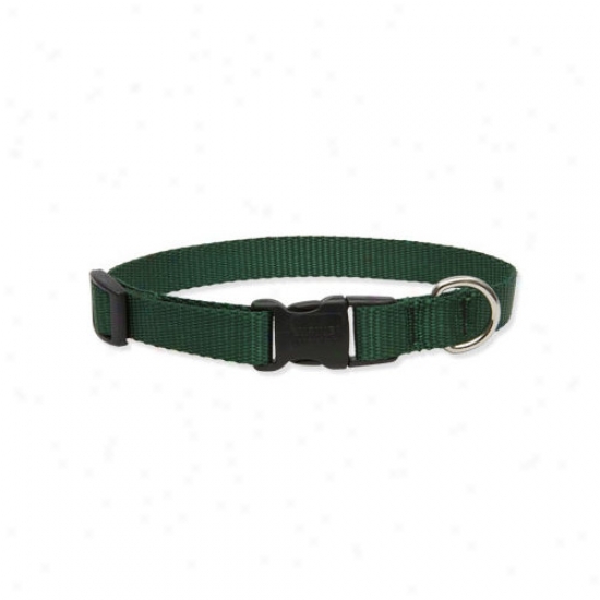 Lupine Pet Wealthy Color 3/4'' Adjustable Medium Dog Collar