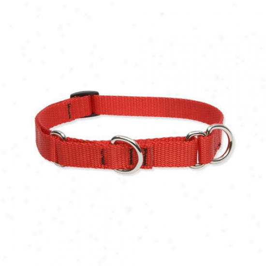 Lupine Pet Solid Color 3/4'' Adjustable Medium Dog Combo Collar