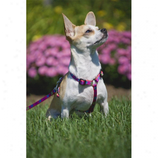 Lupine Pet Wing It 1/2'' Adjustable Small Dog Roman Harness