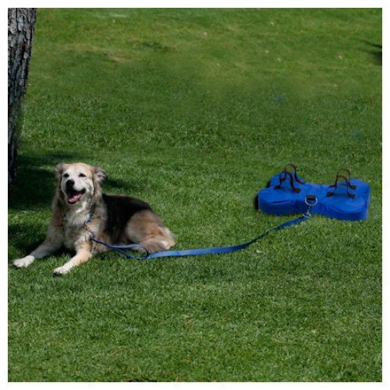 Pet N Place Dog Leash With Bone Anchor
