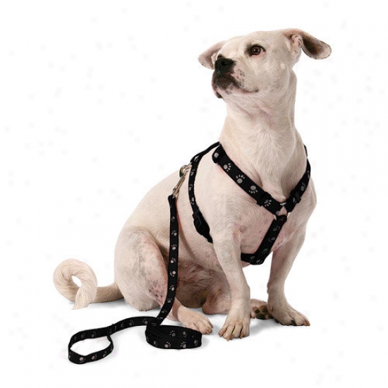 Petmate Aspen Petx Adjustable Reflective Dog Collar