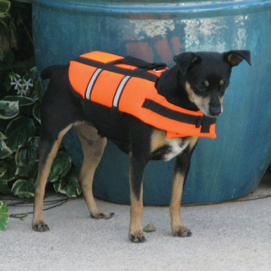 Poolmaster Unusual Small Doggie Swim Ves5