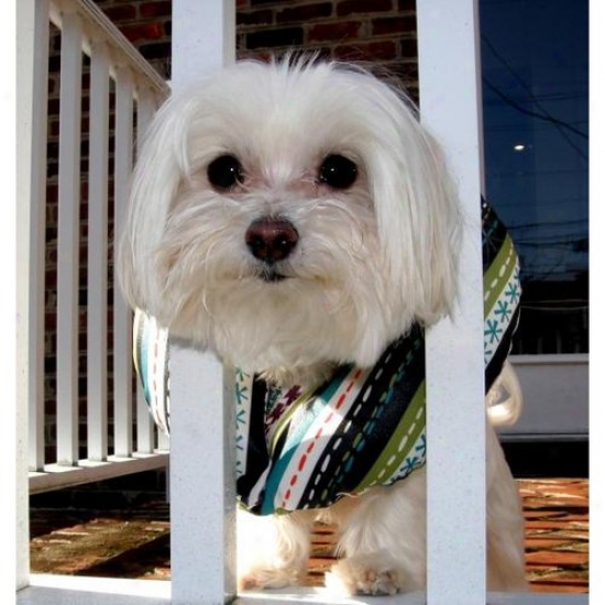 Puppy Bumpers Fsrd710 Fun Stripe Rainy Day Puppy Bumper Up To 10in