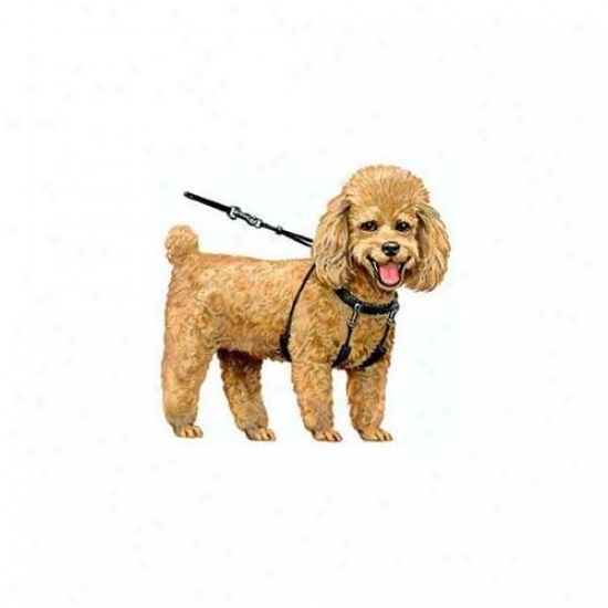 Sporn Pet Dsp10061 Small No Pull Halter - Blue