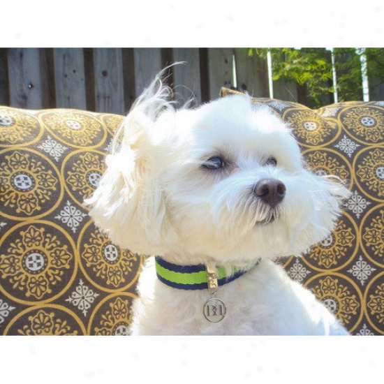 Wagberey Yonder Basics Allure 3/4'' Adjustable Dog Collar