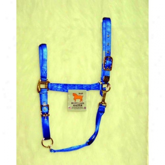 Hamilton Halter 1das Drbl Adjustable Cjin Halter With Snap