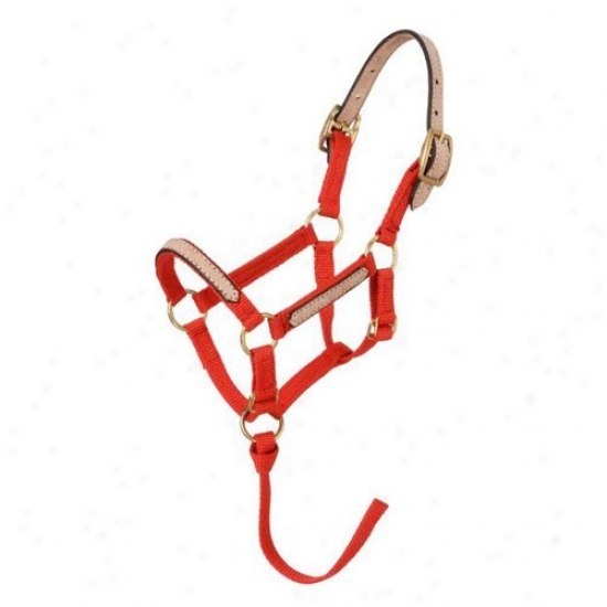 Tough-1 Miniature Nylon Break-away Halters - Pack Of 12