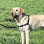 Easy Walk Harness And Leash (large-gitty Adjusts 26-36", 6' Leash 1" Wide , Black/silver Color)