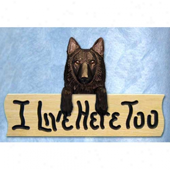 Belgian Sheepdog I Live Hither Too Oak Finish Cognizance
