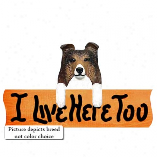 Shetland Sheepdog I Live Here Too Maple Finish Sign Sable
