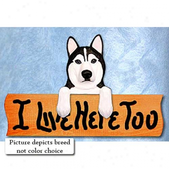 Siberian Husky I Live Here Too Maple Finish Sign Grey And Whute