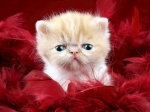 The Free Little cute Kitty desktop wallpapers