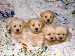 The Free Little cute Dog's Puppies desktop wallpaper pictures for PC & Mac
